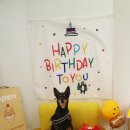 댕코롬 | [댕코롬] 콩딱이와의 제주여행을 축하하기 위한 맞춤 케이크 제작 후기_제주 애견수제간식 추천