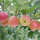 손가네 농장 이미지