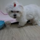 개똥이와냐옹이 이미지