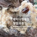 매미나방월동, 알집-유충 이미지