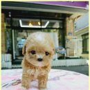 미앤유펫 강아지 고양이 원주점 이미지