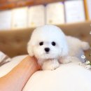엔돌핀건강타운 | 미니비숑분양 가격 알아보고 입양 후기