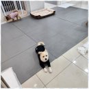 메가펫 애견호텔 이미지