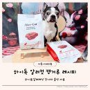 솔루션독 | 강아지캥거루 자연식 하이독 알러컷 급여와 강아지소변검사 후기