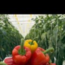 백이산 농장 이미지