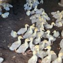 태두농장 이미지