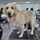고려 애견 미용실 이미지