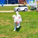 로라펫 하우스 | 1박 2일 서울 근교 여행_양양 애견동반펜션 빈티지하우스 숙박 후기(위치, 주차, 편의시설)