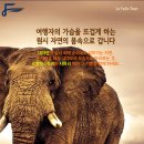 펠릭스컨설팅 Daum카페