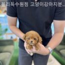블리독수원점 고양이강아지분양 미니비숑프리제말티푸포메입양 이미지