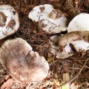 굽더덕버섯의 특징과 먹는 법 이미지