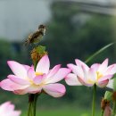 창원 주남저수지 연꽃,개개비 이미지