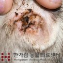 한가람동물의료센터 | 365일 한가람동물의료센터_ 강아지 귓병