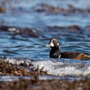 오리여행 이미지