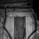 antler 이미지