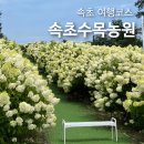 수목농장 | 속초 가볼만한 곳 여행코스 수목축제, 속초수목농원 7월 실시간 방문 후기