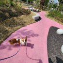 애견호텔 도그캐슬 다산점 이미지