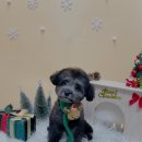 우리 펫 살롱 이미지