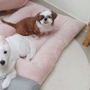 뚱강아지 이미지