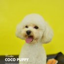 코코목욕 이미지