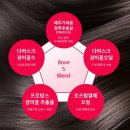 [트리트먼트 추천] 닥타올가 알파인로즈 극손상 단백질 헤어 컨디셔너 사용후기 추천