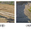 농촌진흥청발표-주간농사정보 제22호 (2014.5.25 ~ 5.31) 이미지