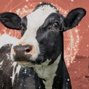 목스(Mox) 이미지