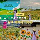 해바리마을 | 경남여행 강주해바라기축제 주차 방문후기+백일홍 주렁박터널