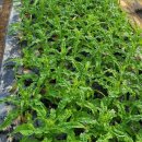 통영시 농업기술센터 이미지