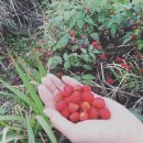 성읍리-9 이미지