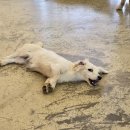 왈가왈부 반려견센터 이미지