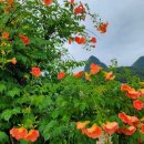 하늘보라 이미지