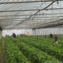 더드림농장 이미지