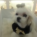 안나 제니 펫샵 이미지