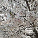 돌배야영장(제2야영장) 이미지