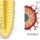 대신종축 이미지