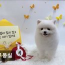 그루몽실 이미지