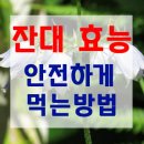 잔대나라 티스토리