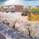 명품 벚꽃 길 이미지