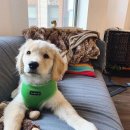 이웃집 댕댕이 이미지