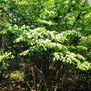 산지의 그늘진 곳이나 골짜기에서 자라는 괴불나무(Amur Honeysuckle, Woodbind) 이미지