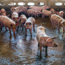 돼지농장 이미지