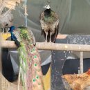 광명농원 이미지