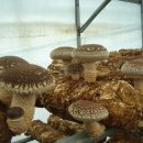 이백농장 이미지