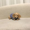 명품켄넬 이미지