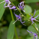 영아자(Scilla scilloides) 이미지