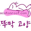 부뚜막고양이