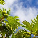 브레드나무 이미지