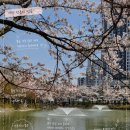 애련정 | 이천 벚꽃 명소 안흥지 봄 나들이 후기 | 애련정·산책로·주차 정보까지