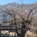 영동군 관광안내소 | 테마여행(영동 영국사와 망탑봉~곶감축제~금강둘레길 '26, 2/1)